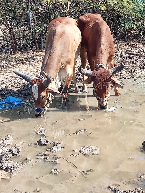 પછી હજાર રૂપિયા...