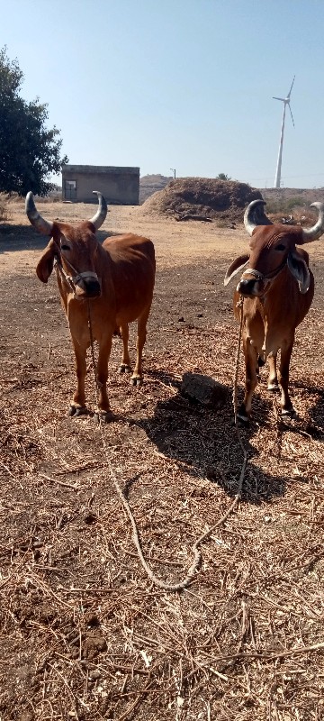 બડદ વેચવાના  છે