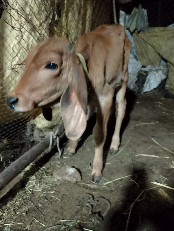 ગીર ગાય વેચવાની...