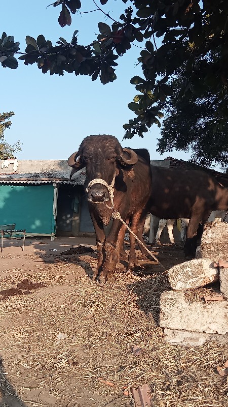 દેશી ખડેલી વેચવ...