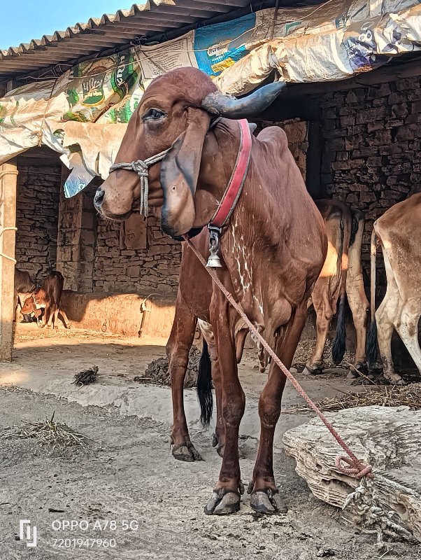 ઓરીજનલ ગીર ગાય...