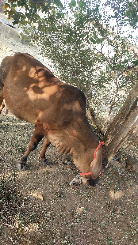 ગાય વેસવાની સે