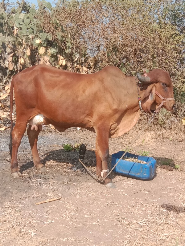 પેલુ વેતર નીચે...