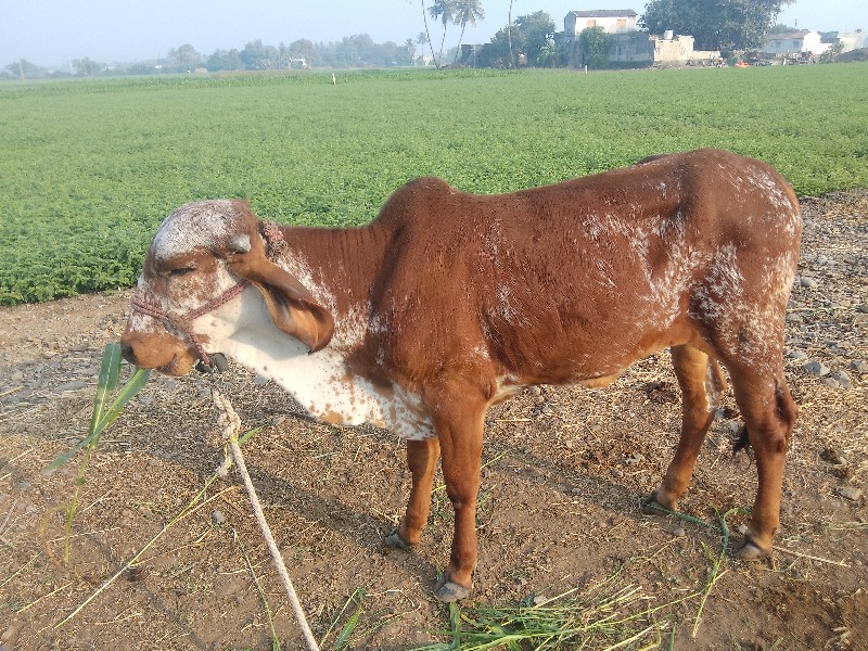 ગાય વેચવાની છે