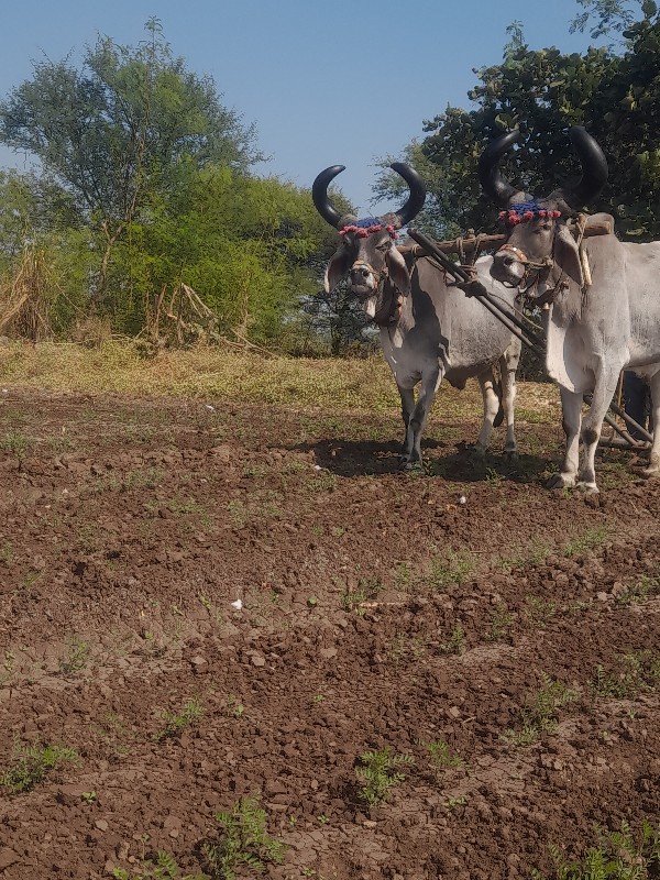 બડધ વેચવાના છે