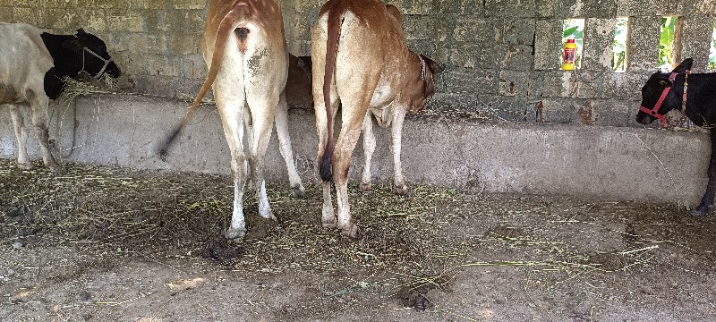 ગોંઢલા વેચવાના...