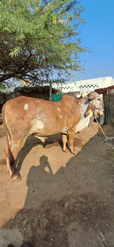 ગોધલા