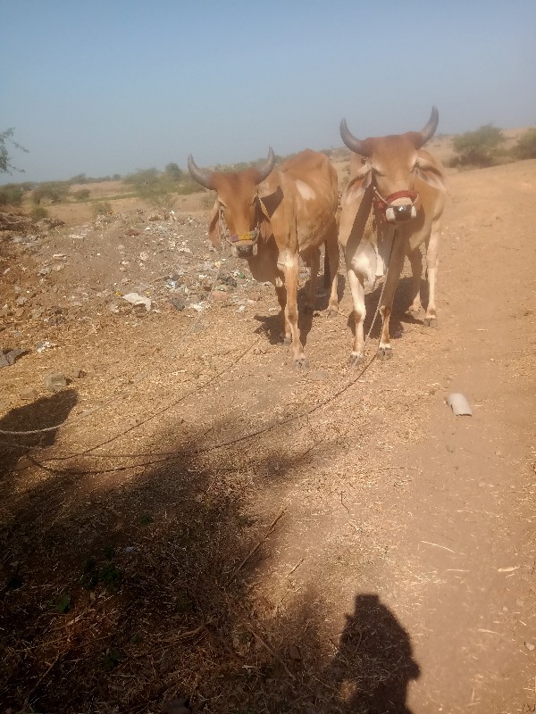 ઑઞઃઞઞટછઠઃધધઃફઃઠ