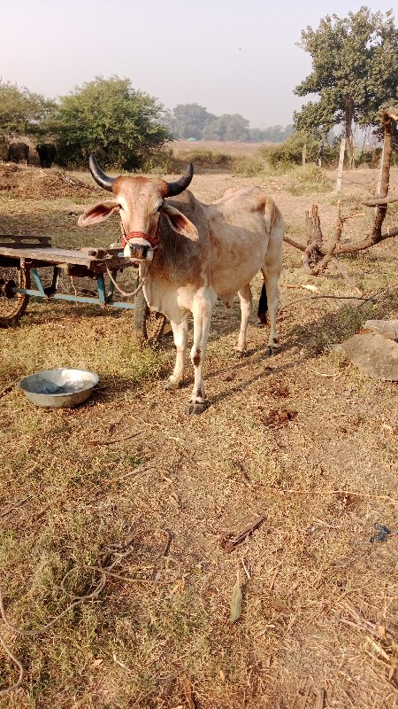 ગોઢલા વેચવા છે...