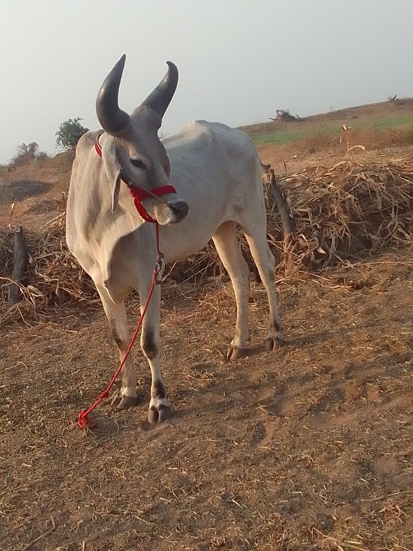 ગાડામાં હાલતા છ...