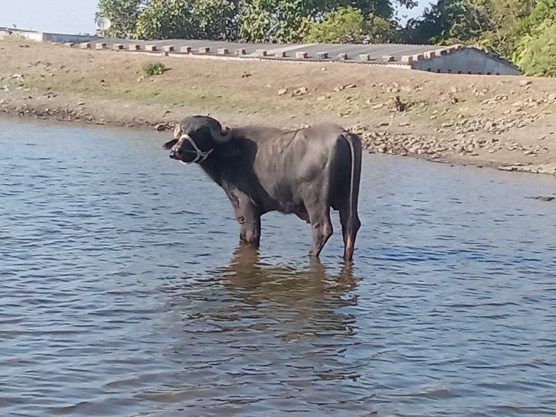 નંગા. ભાઈ