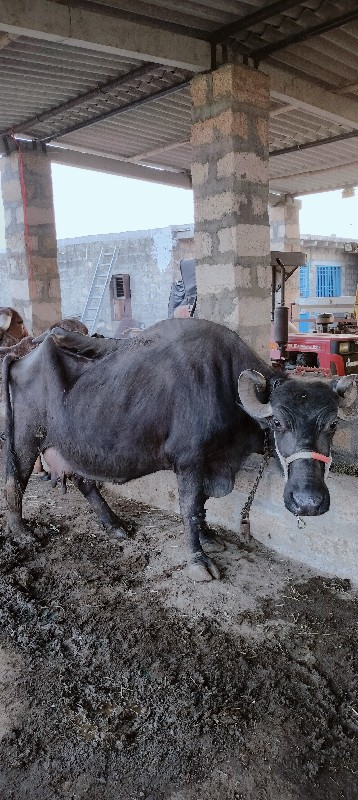 બે ભેસ વેસવાણી...