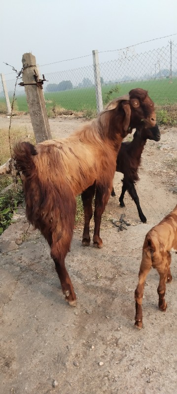 બોકડો વેચવાનો છ...