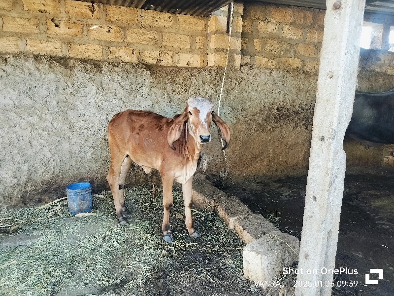 વાસડી વેચવા ની...