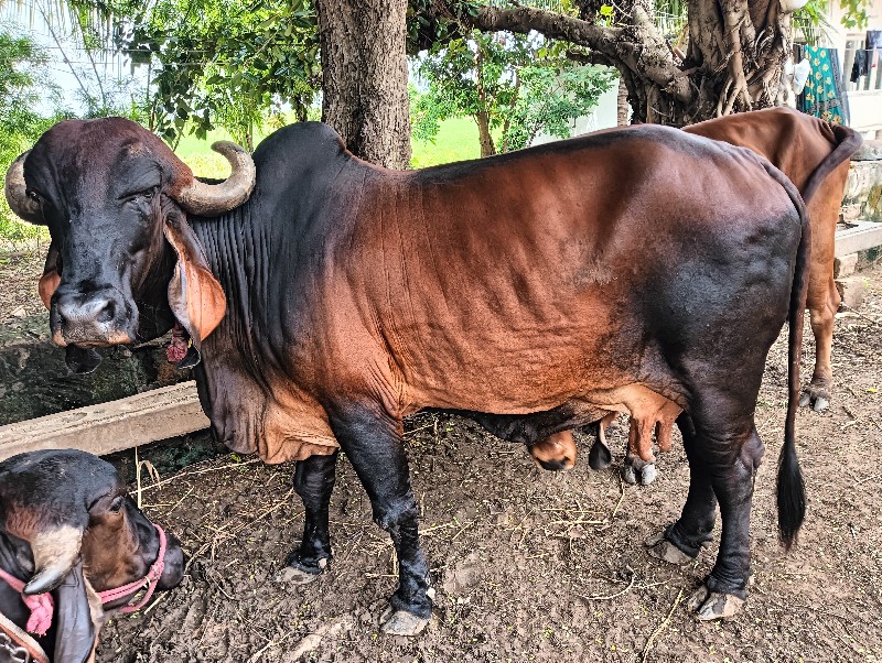 ગાય વેચવાની છે