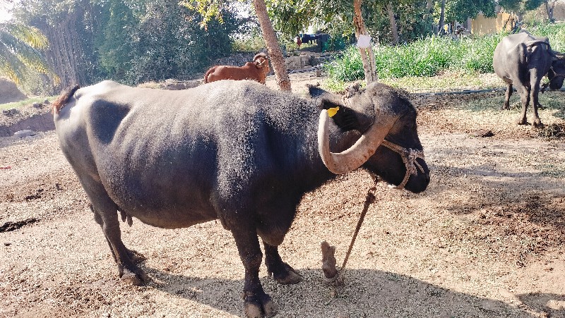 ભૅશ વૅશવા નૅ છૅ