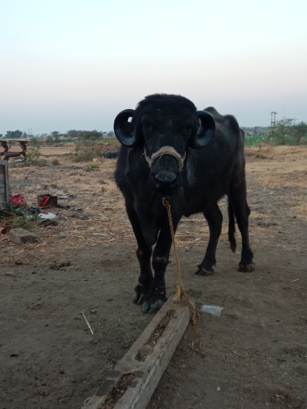 પેલુવેતર ખડેલું...