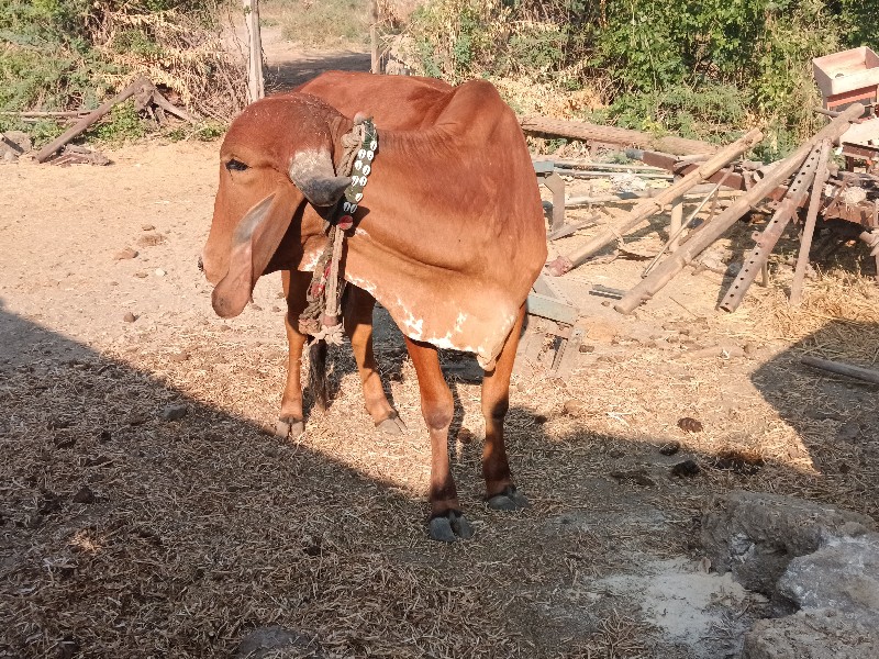 હોરકીવેશવાનીછે