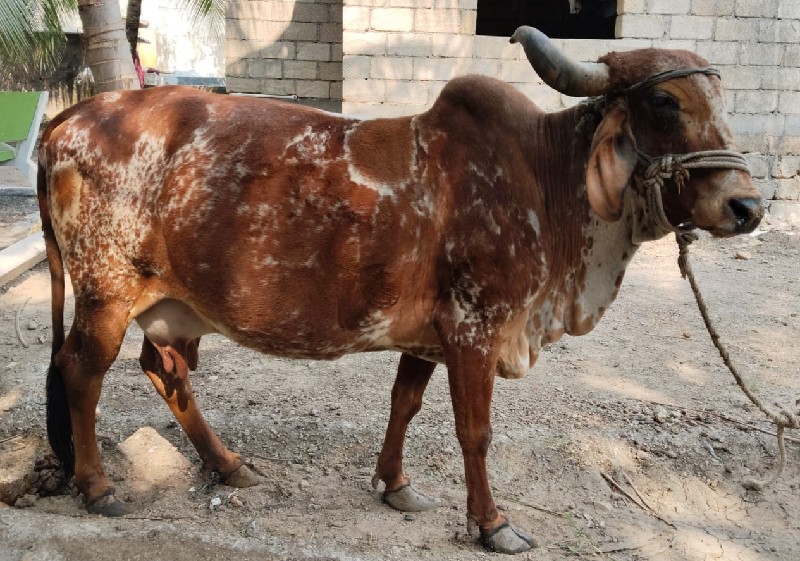 ગાય વેચવાની છે.