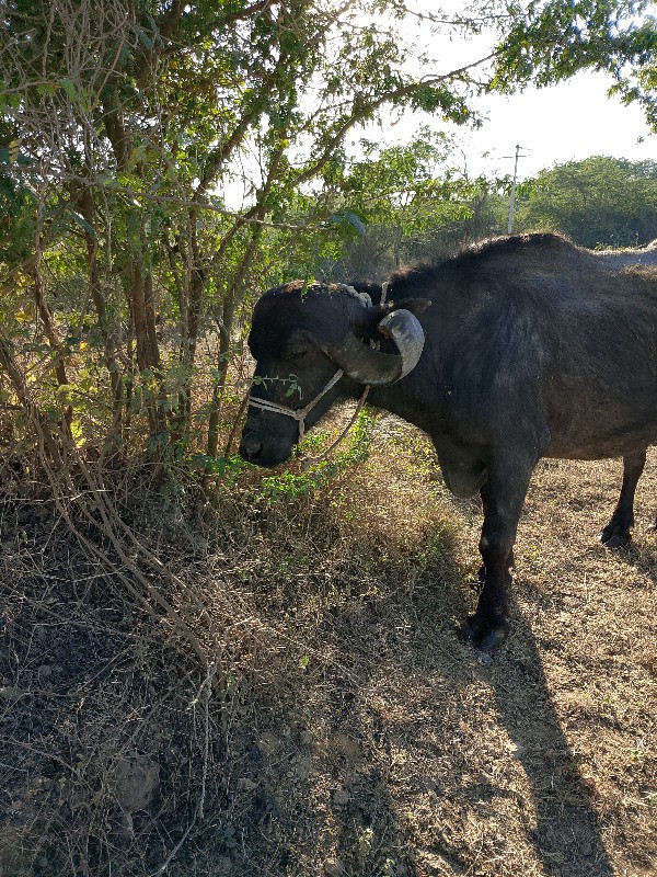 ભેશ વેચવા ની છે