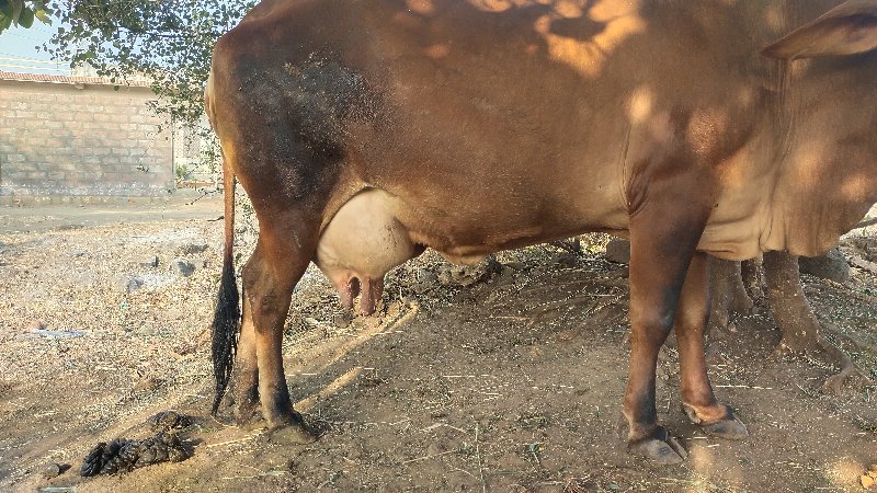 ગાય વેસવાની સે