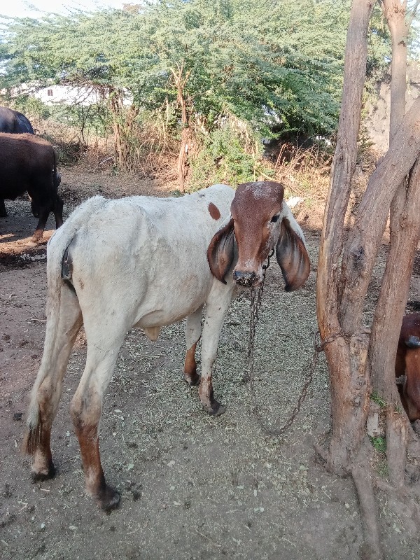 લિલડી વાછડી  વે...