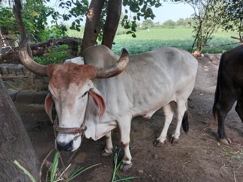 બળદ વેચવાના છે.