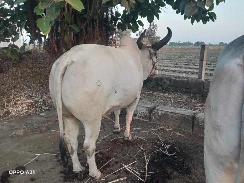 એક વાવણી વાવેલા...