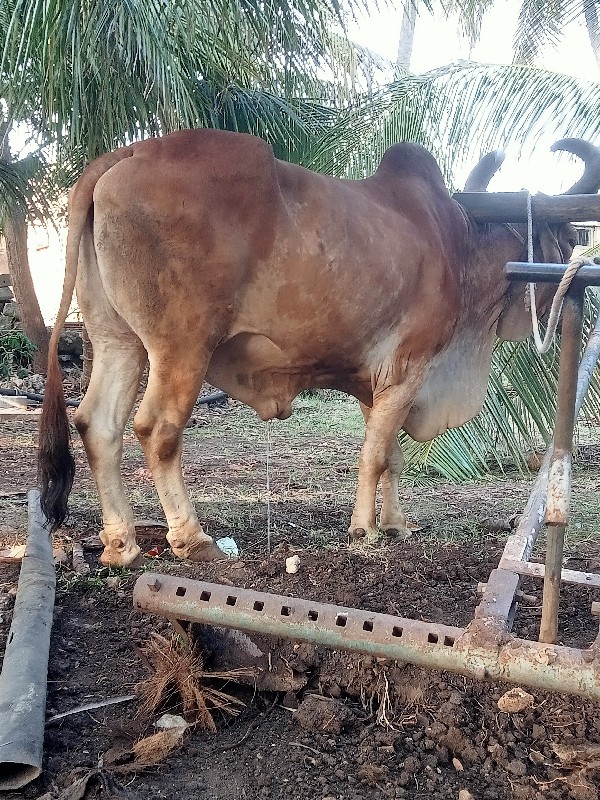 બળદ વેચવાના છે