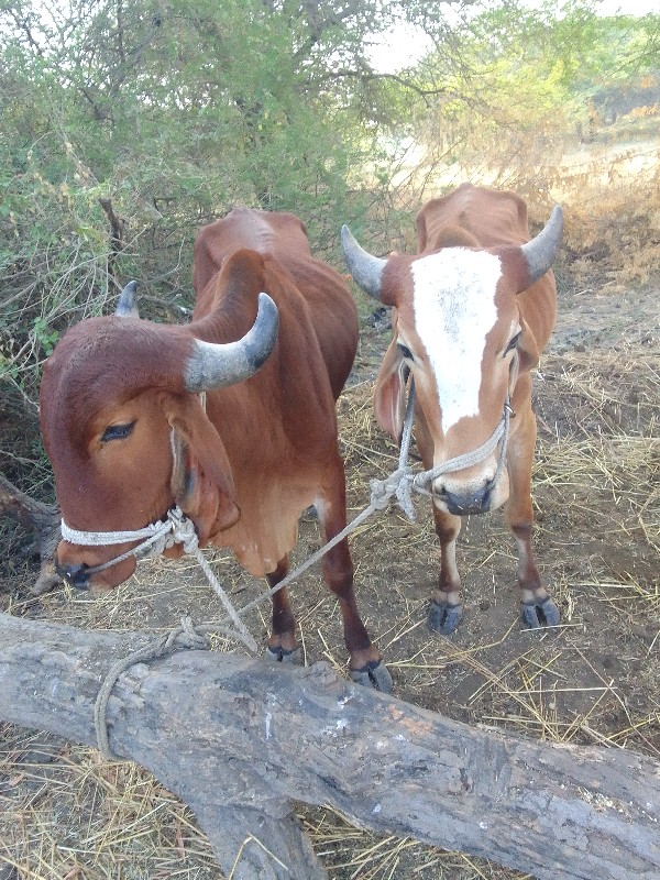 ગોઢલા વેચવાના છ...