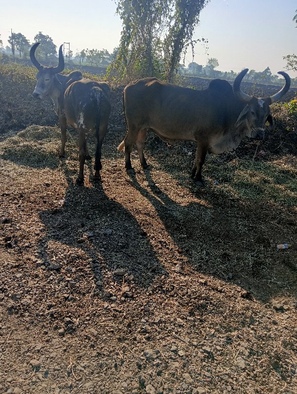 બડધ વેચવાનાછે