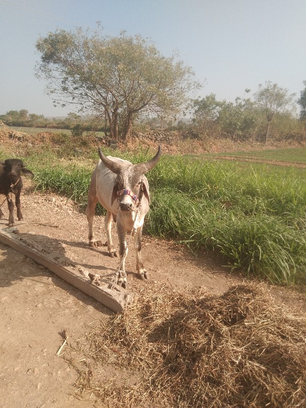 ગોઢલો  વેચવાને...