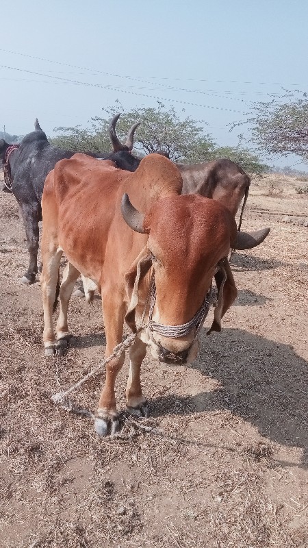 ભરત વેચવાનો છે...