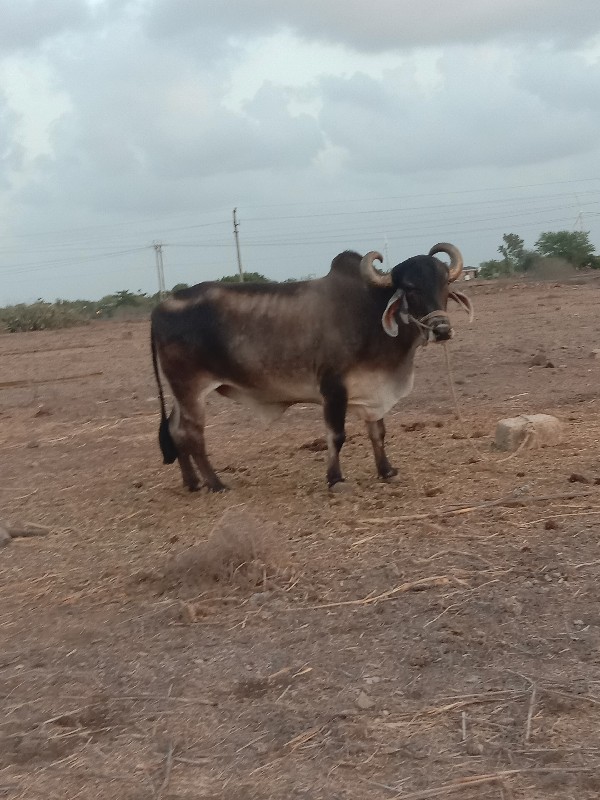 બળદ