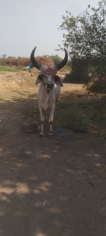 ગોઢલો વેચવાનો છ...