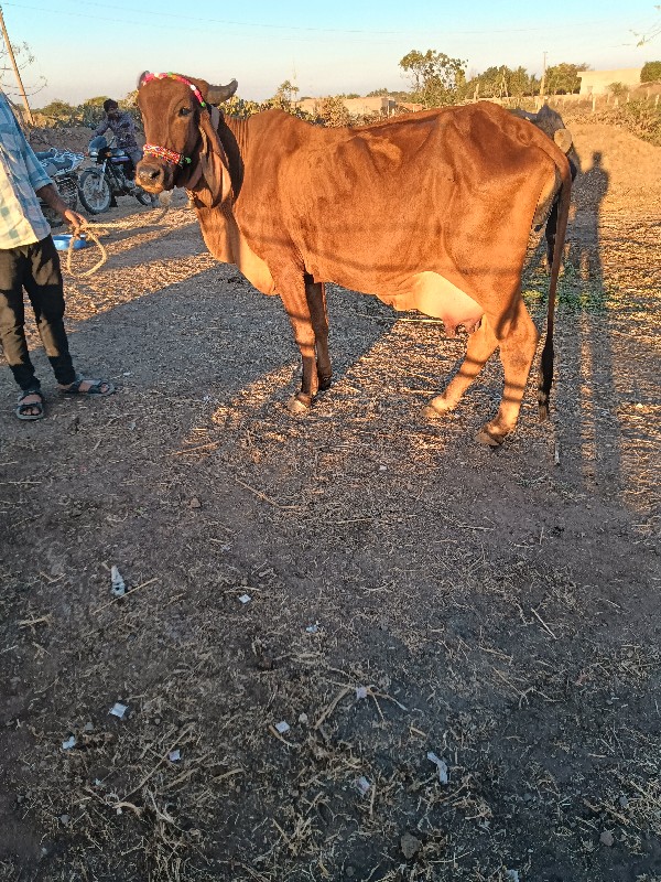 ગીર હોડકી વેચવા...