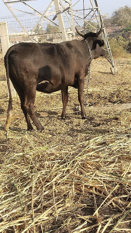 ગાય વેચવાની છે...