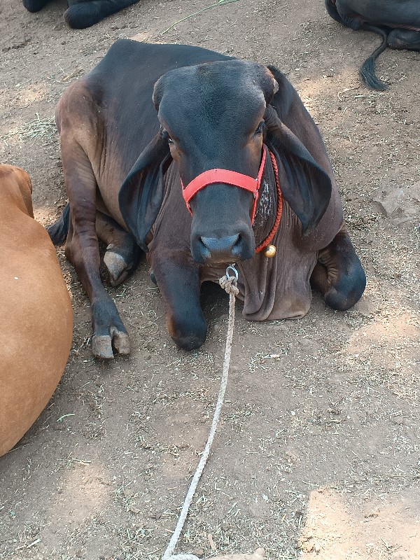 વાસડી વેચવા ની...