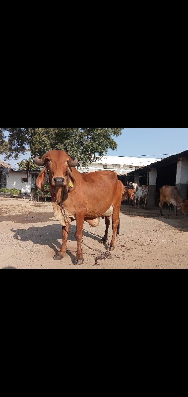 ગાય