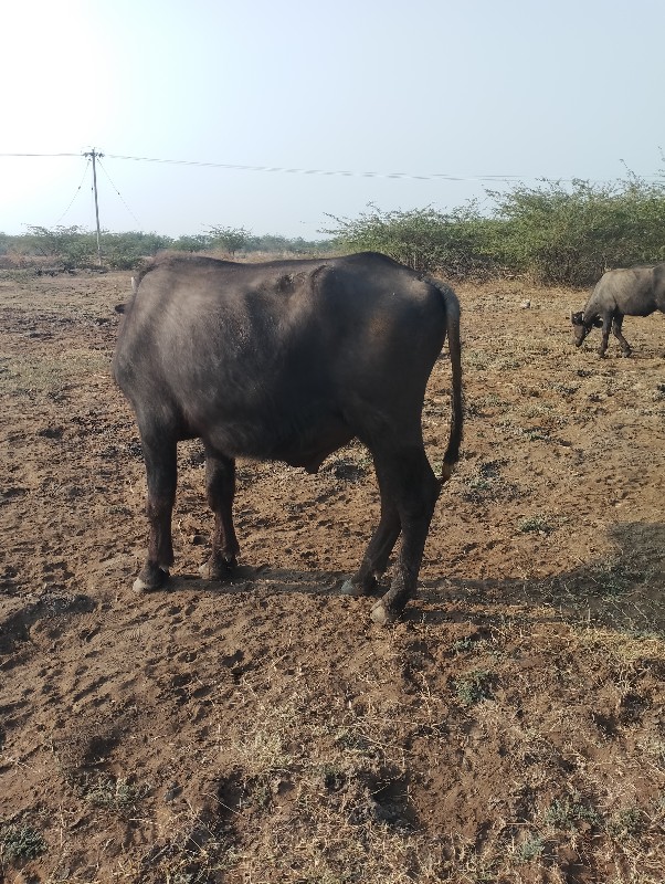 પાડો વેચવાનો છે