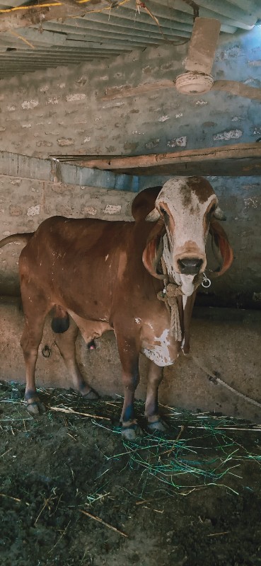 ખુટ