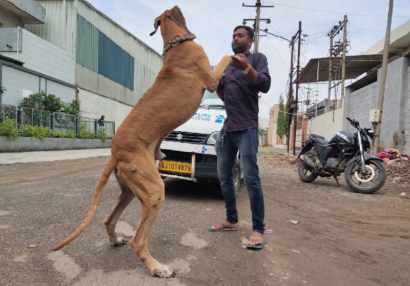 ટોપ કોલેટી ગ્રે...