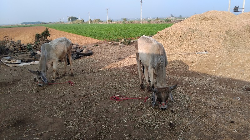 વાસડા વેસવાના સ...