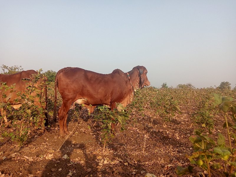 ગાય વેચવાની છે