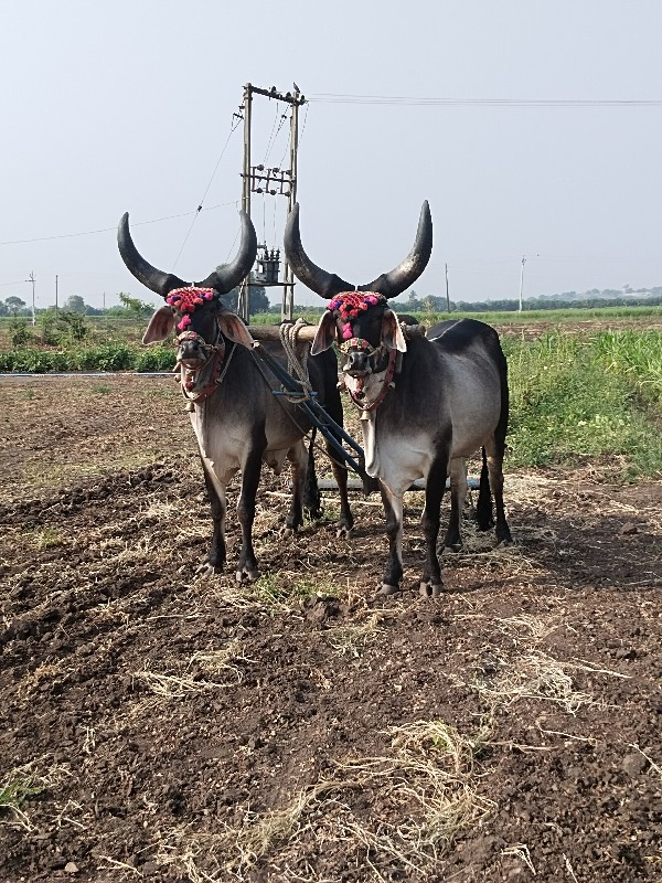 બળદ વેસવાના છે...