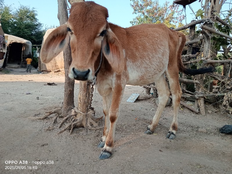 આ ત્રણ વાછડી વે...