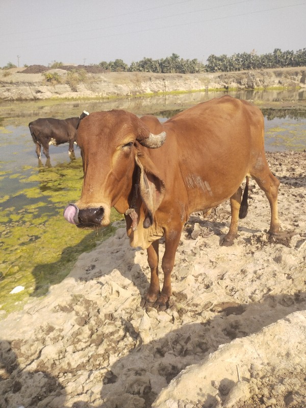 દેશી ગાય વેચવાન...