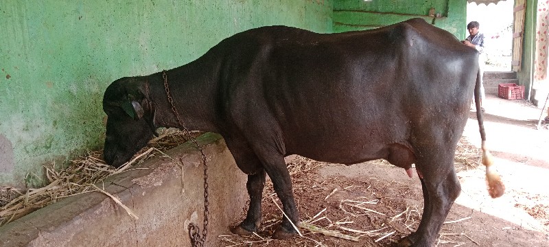 બીજુ વેતર ખડેલી