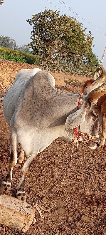 બળદ વેચવાનું છે...