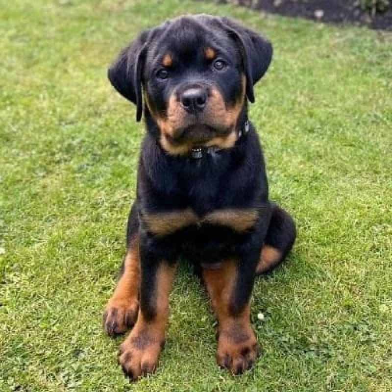 Rottweiler male